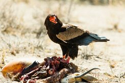 Bateleur (Bateleur des savanes)_737A9446-2 null