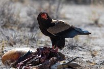 Bateleur (Bateleur des savanes) Namibie - Parc d'Etosha