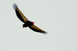 Bateleur (Bateleur des savanes)_7D2_0322 null