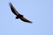 Bateleur (Bateleur des savanes) Nxai