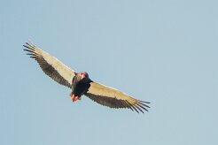 Bateleur (Bateleur des savanes)_7D2_0755 null