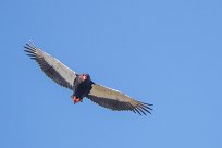 Bateleur (Bateleur des savanes) Chobe River