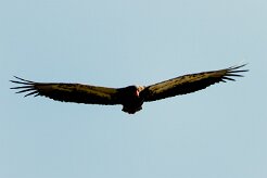Bateleur (Bateleur des savanes)_7D2_1365 null