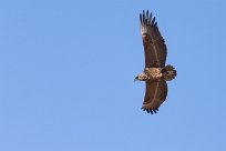 Bateleur (Bateleur des savanes) Chief Island