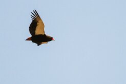 Bateleur (Bateleur des savanes)_x737A4428-2 null