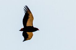 Bateleur (Bateleur des savanes)_x737A4432-2 null