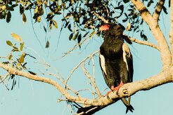 Bateleur (Bateleur des savanes)_x737A4929-2 null
