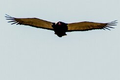 Bateleur (Bateleur des savanes)_x737A5021-2 null