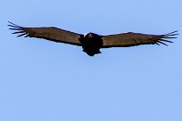 Bateleur (Bateleur des savanes) Bateleur (Bateleur des savanes)