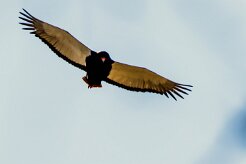 Bateleur (Bateleur des savanes)_x737A5023-2 null