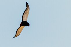 Bateleur (Bateleur des savanes)_x737A5025-2 null