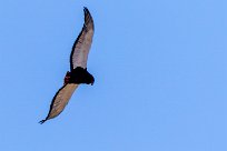 Bateleur (Bateleur des savanes) Bateleur (Bateleur des savanes)