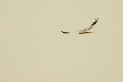 Busard_cendre_16-2 null