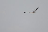 Montagu's Harrier (Busard cendré) Etosha