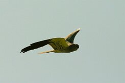 busard_cendre_04-2 null