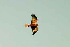 busard_des_roseaux_15-2 null