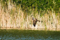 busard_des_roseaux_17-2 null