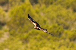 busard_des_roseaux_19-2 null