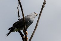 Busardo gris norteño (Buse grise) Costa Rica