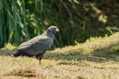 Busardo negro (Buse noire)_231210_6737-2 null