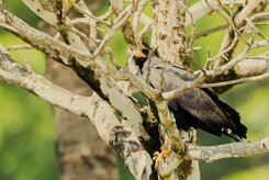 Busardo negro (Buse noire)_231210_6764-2 null