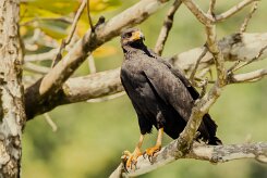 Busardo negro (Buse noire)_231210_6765-2 null