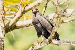 Busardo negro (Buse noire)_231210_6766-2 null