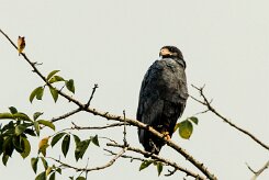 Busardo negro (Buse noire)_231213_5730-2 null