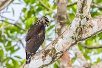 Busardo negro (Buse noire) Tarcoles - Costa Rica