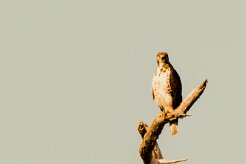 Augur Buzzard (Buse augure)_x737A5345-2 null