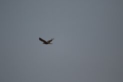 Buse variable_737A1282 null