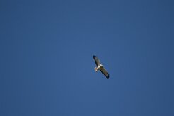 Buse variable_737A7877 null