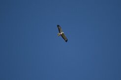 Buse variable_737A7879 null