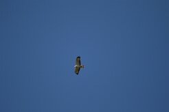 Buse variable_737A7882 null