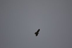 Buse variable_737A8633 null