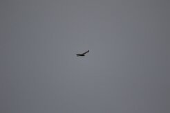 Buse variable_737A8636 null