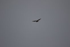 Buse variable_737A8637 null
