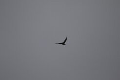 Buse variable_737A8643 null