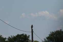 Buse variable_7D1_3157 null