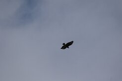 Buse variable_7D1_3901 null