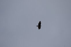 Buse variable_7D1_3903 null