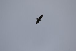 Buse variable_7D1_3905 null