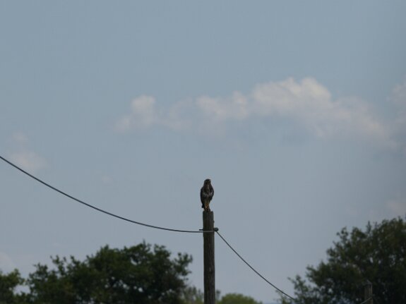 Buse variable