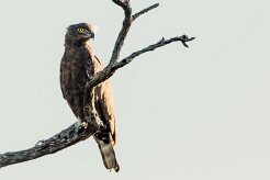 Brown Snake Eagle (Circaète brun)_7D2_1921 null