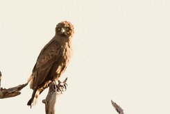 Brown Snake Eagle (Circaète brun)_x737A5132-2 null