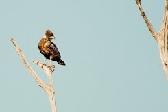 Brown Snake Eagle (Circaete brun)_7D2_0947 null