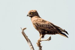 Brown Snake Eagle (Circaete brun)_7D2_0964 null