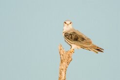 Black-shouldered Kite (Elanion blanc)_7D2_0915 null