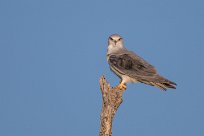 Black-shouldered Kite (Elanion blanc) Chobe River