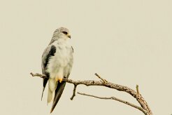 Black-winged Kite (Élanion blanc)_737A4941 null